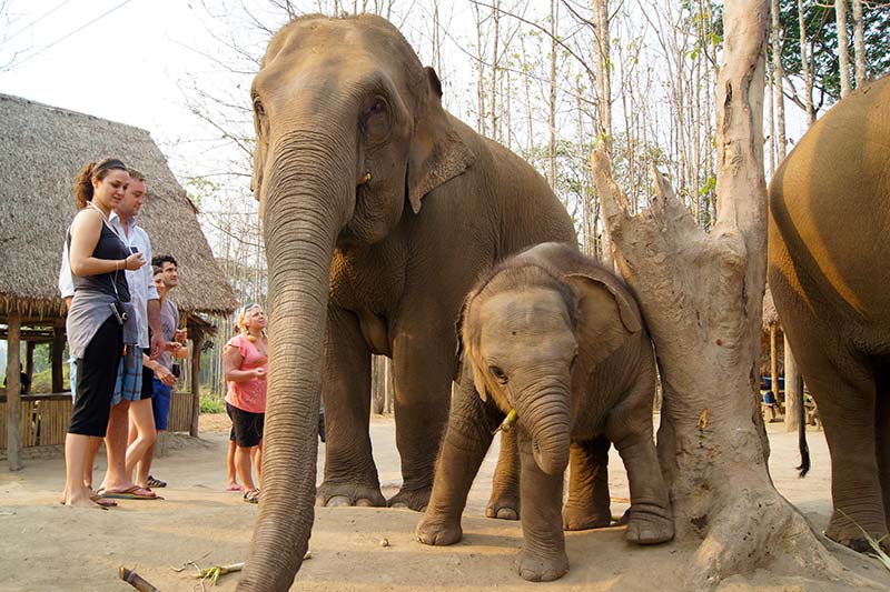 Elephant Sanctuary in Chiang Rai Tours