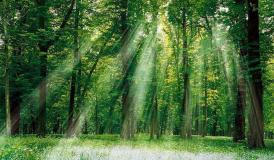 Cuc Phuong National Park