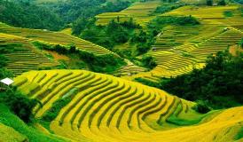 Sapa