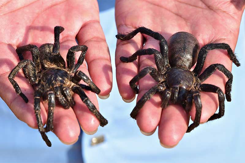 Tarantula in Cambodia