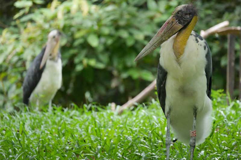 Angkor Center for Biodiversity, Cambodia