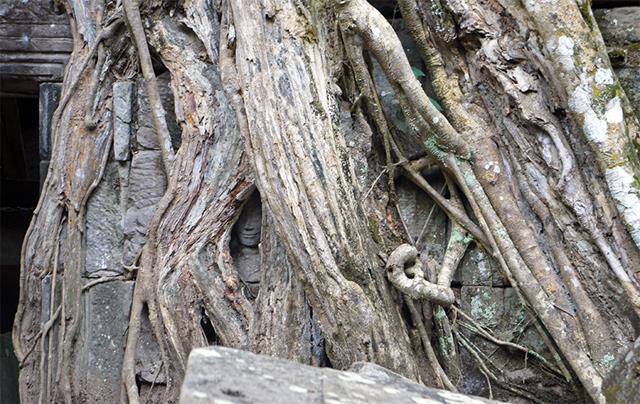 Viajes a Cambodia - Ta Phrom