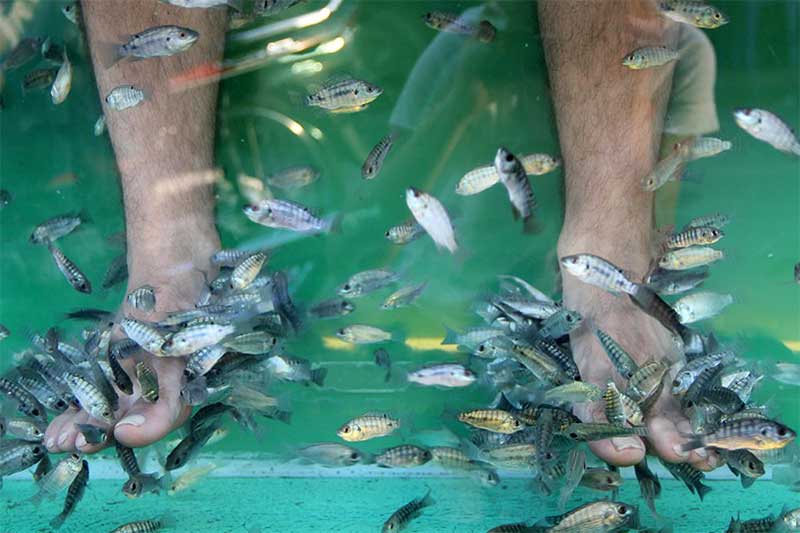 Fish massage in Siem Reap, Cambodia
