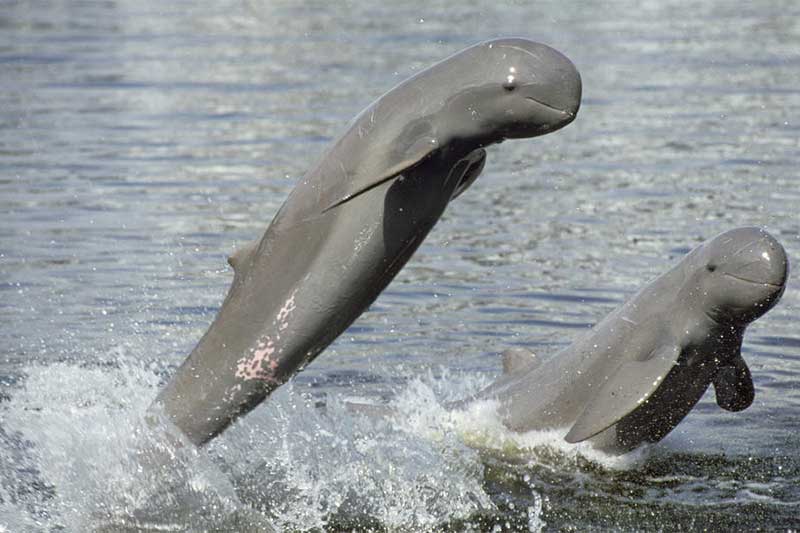 Irrawaddy river dolphins, Myanmar