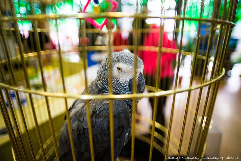 Set caged bird free, Myanmar