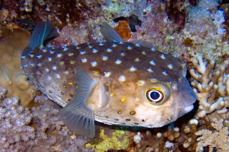 Pufferfish, Vietnam