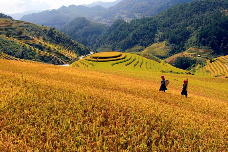 Mu Cang Chai Terrace, Vietnam