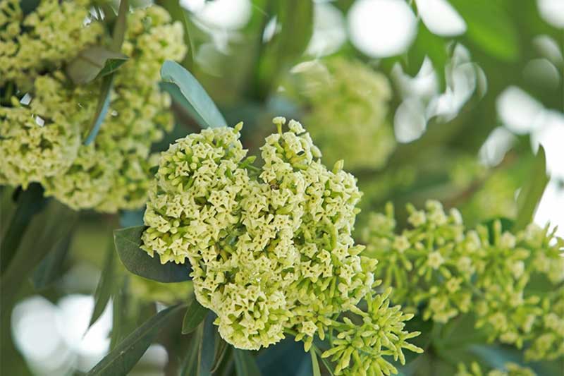 Milk Flower, Vietnam