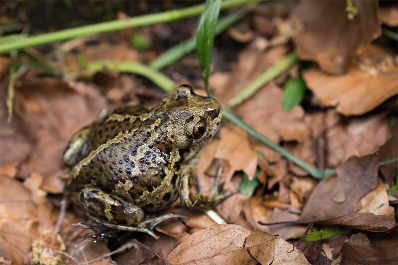 Toads