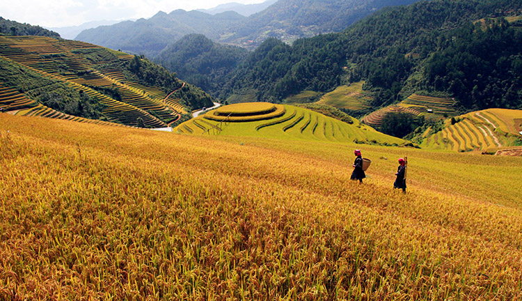 Sapa Vietnam Tours