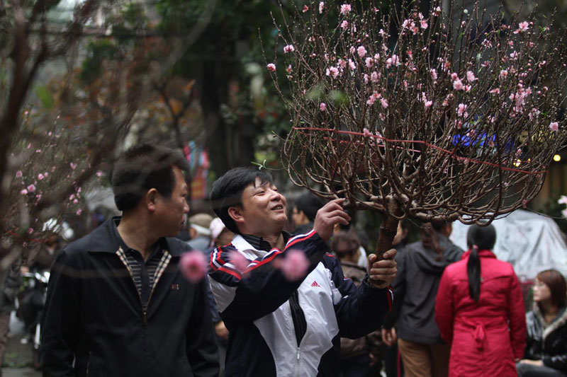 Peach flowers - Vietnam Tet