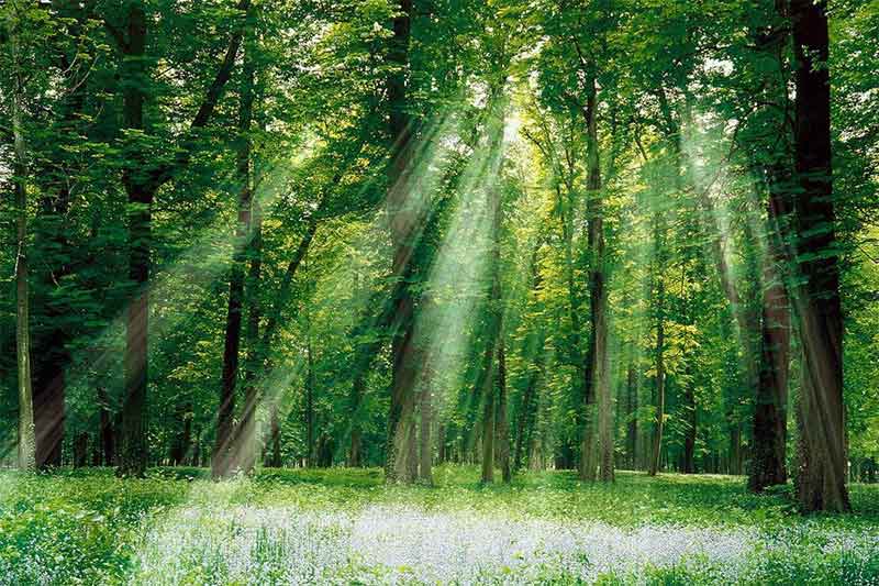 Cuc Phuong National Park